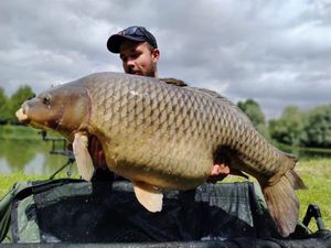Common Carp