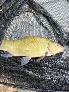 Tench