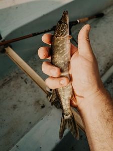 Northern Pike