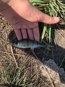 European Perch