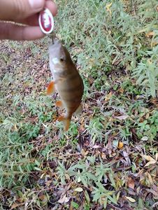 European Perch
