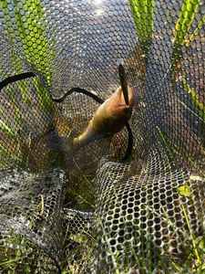 Largemouth Bass
