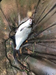 Common Bream