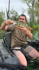 European Perch