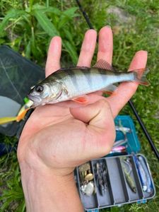 European Perch