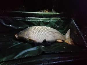 Common Carp