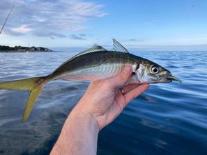 Atlantic Horse Mackerel