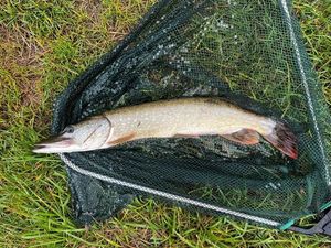 Northern Pike