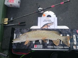 Northern Pike