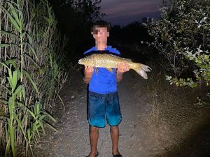 Common Carp
