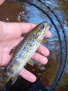 Brown Trout