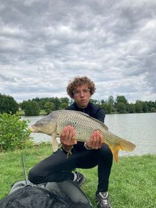 Common Carp