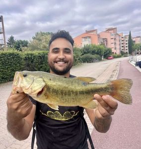 Largemouth Bass