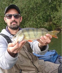 European Perch