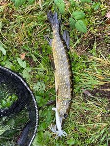 Northern Pike