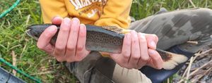 Rainbow Trout