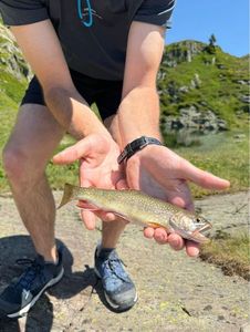 Brook Trout