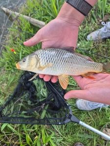 Common Carp