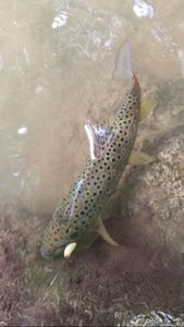 Brown Trout