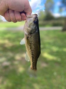 Largemouth Bass