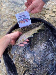Brown Trout