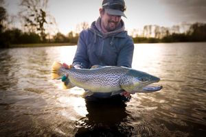 Brown Trout