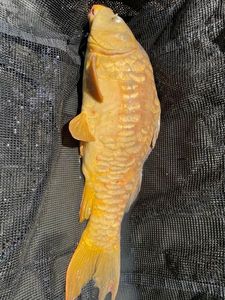 Mirror Carp