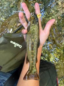 Brown Trout