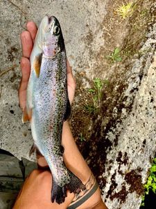 Rainbow Trout