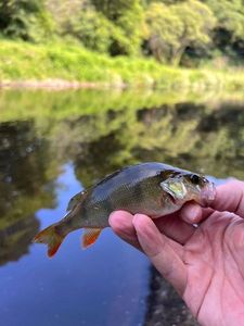 European Perch