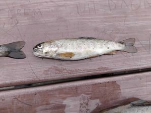 Brown Trout
