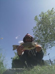 Largemouth Bass