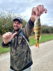 European Perch