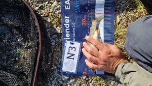 Arctic Char