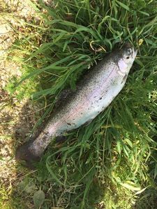 Rainbow Trout