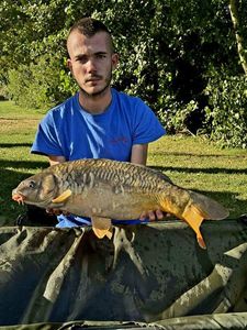 Mirror Carp