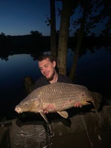 Common Carp