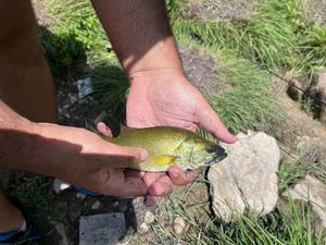 Smallmouth Bass