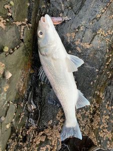European Bass (Seabass)