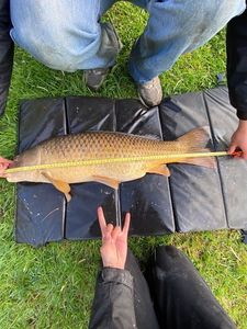 Common Carp