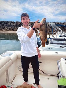 Ballan Wrasse