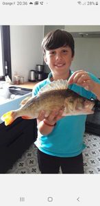 European Perch
