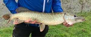 Northern Pike