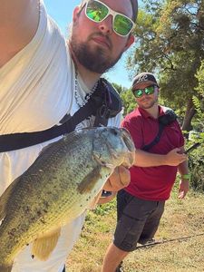 Largemouth Bass