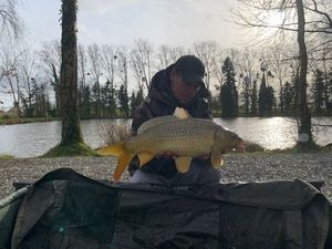 Common Carp