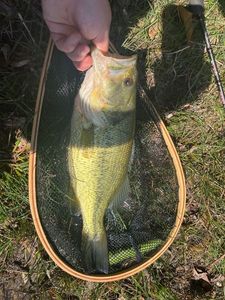 Largemouth Bass
