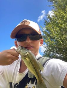 Largemouth Bass