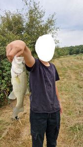 Largemouth Bass