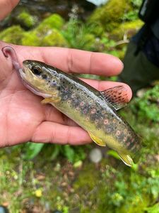 Brown Trout