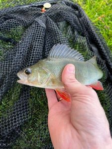 European Perch